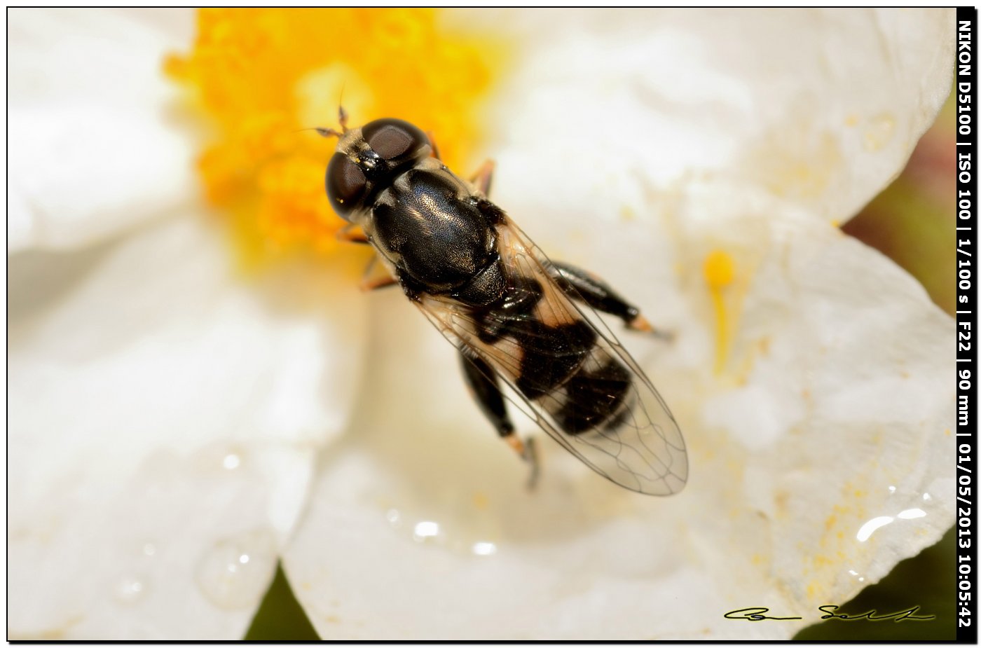 Sphaerophoria sp.??